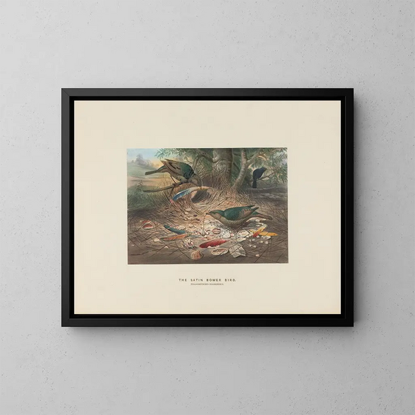 El Ptilonorhynque à croupion satiné - Joseph Wolf — cuadro enmarcado en la pared