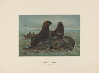 Joseph Wolf - The Seabear.webp