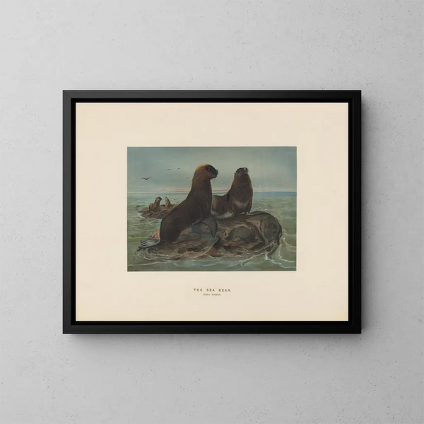 L'ours de mer - Joseph Wolf — cuadro enmarcado en la pared