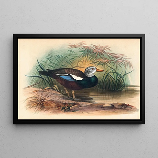 Joseph Wolf - The Shielded Duck.webp