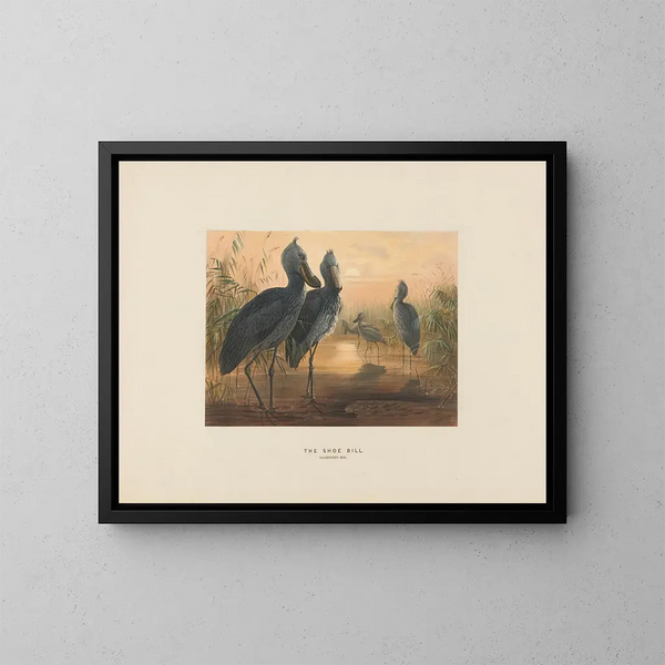 El pico de zambullida - Joseph Wolf — cuadro enmarcado en la pared