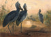 Le Bec-en-sabot - Joseph Wolf — artwork view