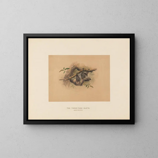 Joseph Wolf - The Threetoed Sloth.webp
