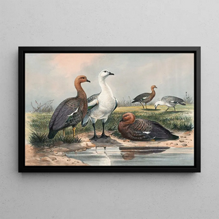 Joseph Wolf - The Upland Goose.webp