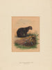 El gato Yaguarundi - Joseph Wolf — vista de la obra