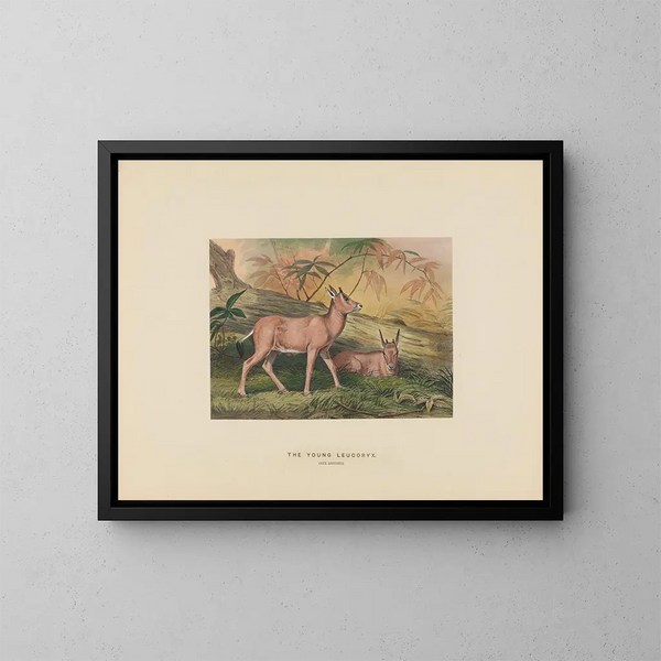 El joven leucoryx - Joseph Wolf — cuadro enmarcado en la pared