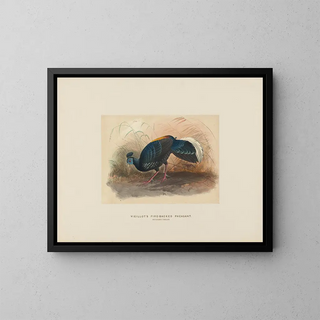 Joseph Wolf - Vieillots Firebacked Pheasant.webp