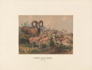 Joseph Wolf - Vignes Wild Sheep.webp