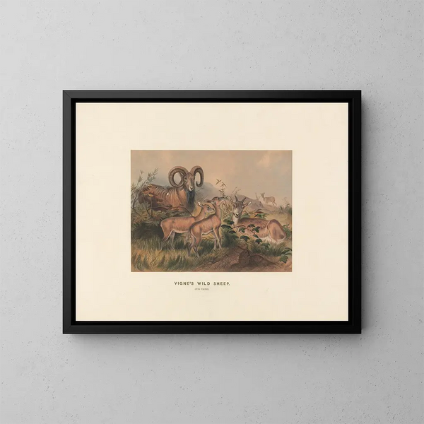 Vignes de moutons sauvages - Joseph Wolf — cuadro enmarcado en la pared