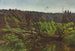 Bosque profundo con chablis - Józef Chełmoński — vista de la obra