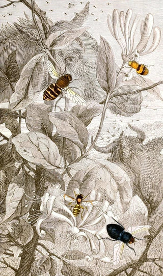 Jules Rothschild - Dipteres Pl XXIV.webp