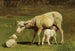 a Sheep and Two Lambs - Juliette Peyrol-Bonheur — artwork view
