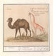 Kameel Camelus ferus bactrianus en jirafa Giraffa - Anselmus Botius de Boodt — vista de la obra