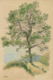 Sin título árbol frondoso y camino - Karl Wiener — vista de la obra