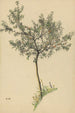 Sin título árbol frutal - Karl Wiener — vista de la obra