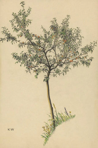 Karl Wiener - Ohne Titel Obstbaum.webp