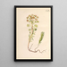 Ilustración y descripción popular de cuarenta y ocho plantas tóxicas Pl09 - Karl Wilhelm Juch — cuadro enmarcado en la pared