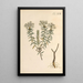 Illustration and popular description of forty-eight toxic plants Pl17 - Karl Wilhelm Juch — framed artwork on a wall