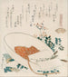 Una miríada de hierbas descorazonan Chigusagai - Katsushika Hokusai — vista de la obra
