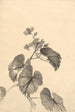 Branch of blooming begonia - Kono Bairei — artwork view