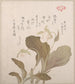 Flores Hotei - Kubo Shunman — vista de la obra