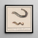 Lampetra fluviatilis and Congridae, 1 river lamprey with nine eyes, 2 sea eels - Anselmus Botius de Boodt — framed artwork on a wall