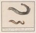 Lampetra fluviatilis and Congridae, 1 river lamprey with nine eyes, 2 sea eels - Anselmus Botius de Boodt — artwork view