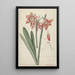 Amaryllis Haworthia Margaritiferas - Laurens Jacobsz van der Vinne — framed artwork on a wall