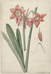 Amaryllis Haworthia Margaritiferas - Laurens Jacobsz van der Vinne — artwork view
