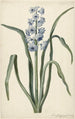 Hyacinth - Laurens Jacobsz van der Vinne — artwork view