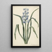 Hyacinth - Laurens Jacobsz van der Vinne — framed artwork on a wall