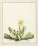 Mésembryantema con flores - Laurens Vincentsz van der Vinne — vista de la obra