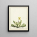 Mésembryantema con flores - Laurens Vincentsz van der Vinne — cuadro enmarcado en la pared