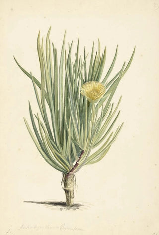 Laurens Vincentsz van der Vinne - Narrowleaved Iceplant in Bloom.webp