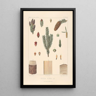 Leon Gabriel Charles Parde - Iconographie des coniferes Pl09.webp