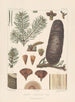 Iconografía de los coníferos Pl11 - Léon Gabriel Charles Parde — vista de la obra