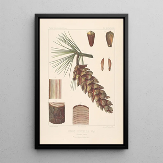 Leon Gabriel Charles Parde - Iconographie des coniferes Pl26.webp