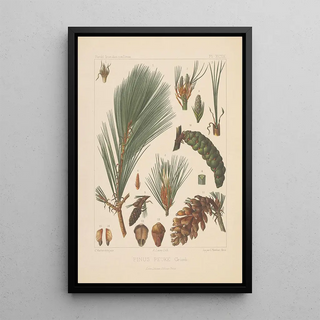 Leon Gabriel Charles Parde - Iconographie des coniferes Pl32.webp