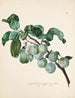 Ringlottenzweig - Leopold Zinggler — artwork view