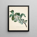 Ringlottenzweig - Leopold Zinggler — framed artwork on a wall