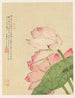 Flores Pl. 04 - Liang Yuwei — vista de la obra