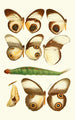 Novitates zoologicae pl 1 - Lionel Walter Rothschild — artwork view
