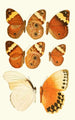 Novitates zoologicae pl 2 - Lionel Walter Rothschild — vista de la obra