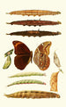 Novitates zoologicae pl 3 - Lionel Walter Rothschild — artwork view
