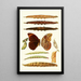 Novitates zoologicae pl 3 - Lionel Walter Rothschild — framed artwork on a wall