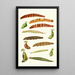 Novitates zoologicae pl 4 - Lionel Walter Rothschild — cuadro enmarcado en la pared