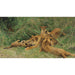 Reproduction of the painting Lions playing - Wilhelm Kuhnert