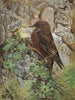 Alpine Accentor - Léon-Paul Robert — artwork view