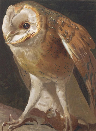 LoPaul Robert - Effraie.webp