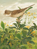 Fauvette grisette - Léon-Paul Robert — artwork view
